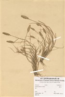 藏品(畫眉草)的圖片